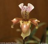orchid-36125.jpg